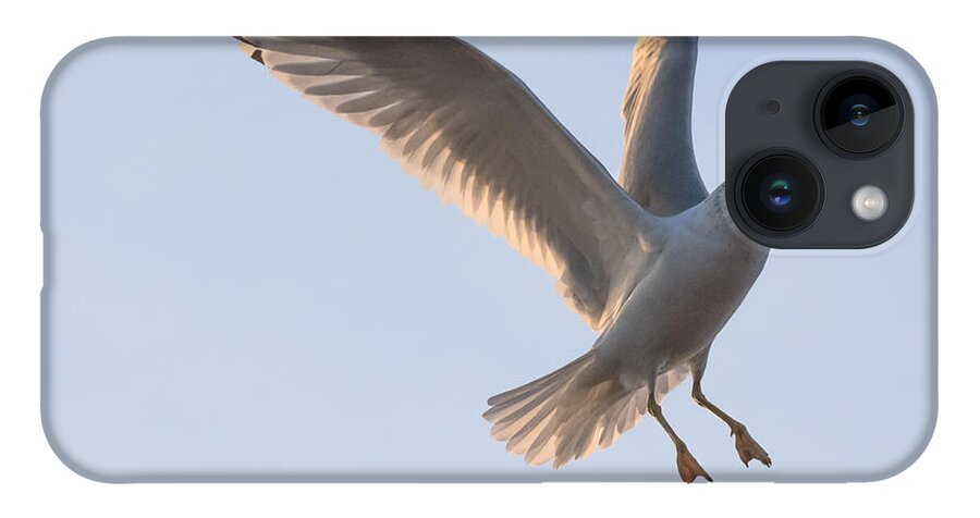Gull iPhone 14 Case featuring the photograph Gull Ready to Land by Holden The Moment