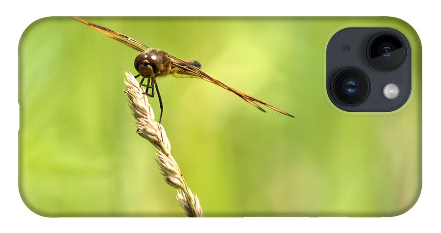 Tiger Striped Dragonfly iPhone Case featuring the photograph Hang On by Cheryl Baxter