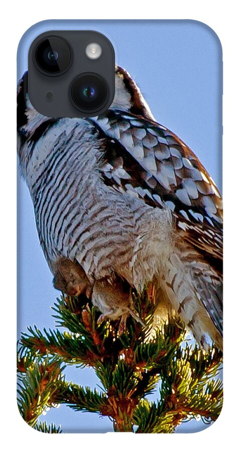 Hawk Owl Square iPhone 14 Case featuring the photograph Hawk Owl square by Torbjorn Swenelius