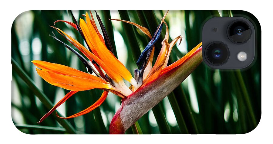 Heliconia iPhone 14 Case featuring the painting Heliconia by Shijun Munns