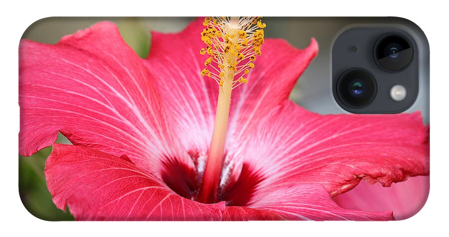 Macro iPhone 14 Case featuring the photograph Hibiscus by Todd Blanchard
