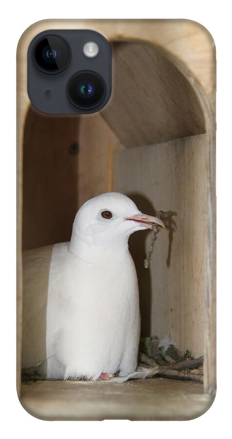 Homing Pigeon iPhone Case featuring the photograph Home Sweet Home... Homing pigeon in her nest box by Andrea Lazar