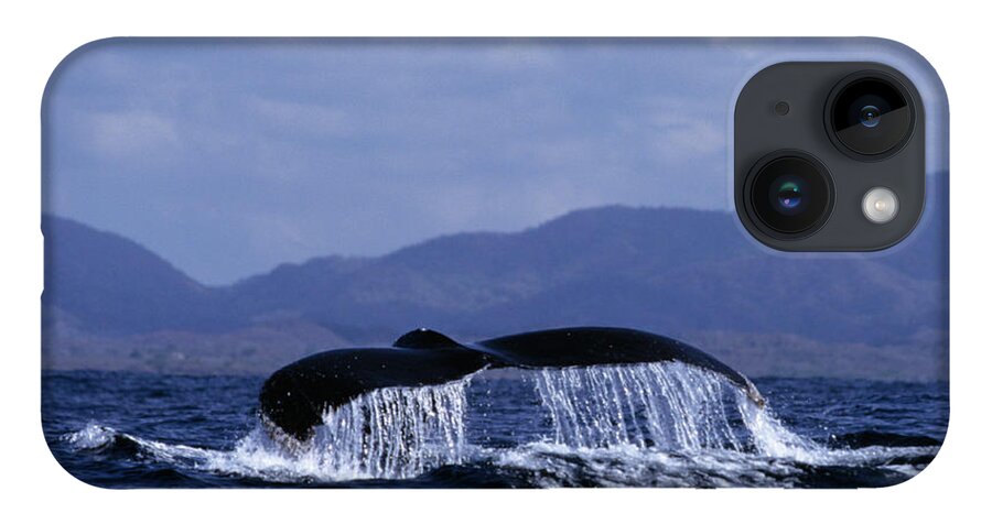 Nature iPhone 14 Case featuring the photograph Hump backed whale tail with cascading water by John Harmon