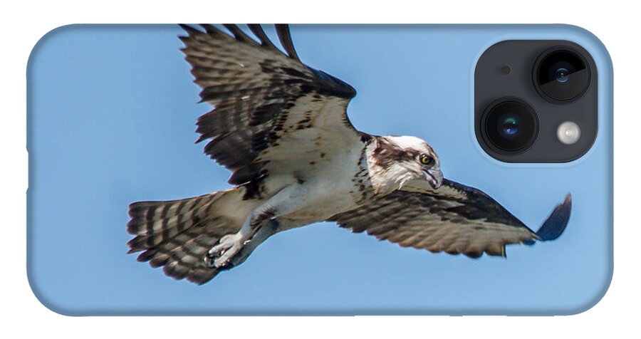Raptor iPhone 14 Case featuring the photograph Hunting Osprey by Cheryl Baxter