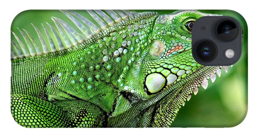 Nature iPhone 14 Case featuring the photograph Iguana by Francisco Pulido