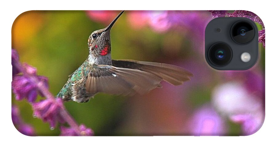 Hummingbird iPhone Case featuring the photograph In Between Meals by Adam Jewell