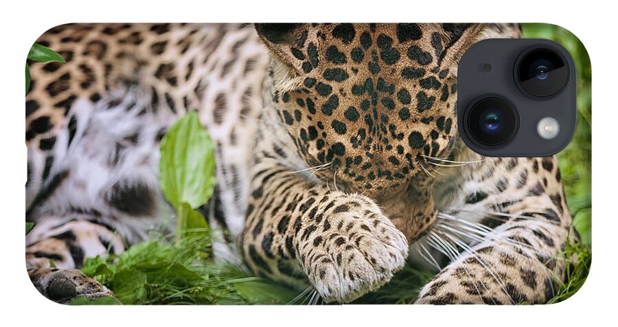 Spotted Leopard iPhone 14 Case featuring the photograph In the Moment by Mary Lou Chmura