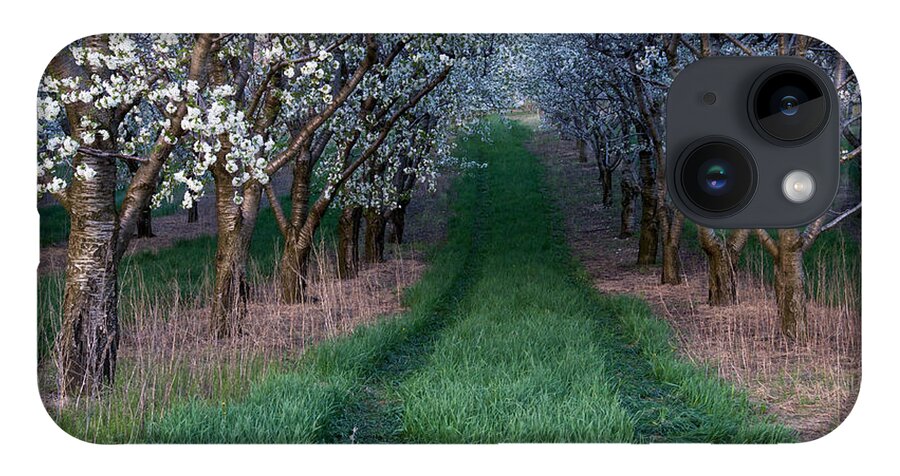 Flower iPhone Case featuring the photograph Into the Cherry Orchard at Evening by Mary Lee Dereske