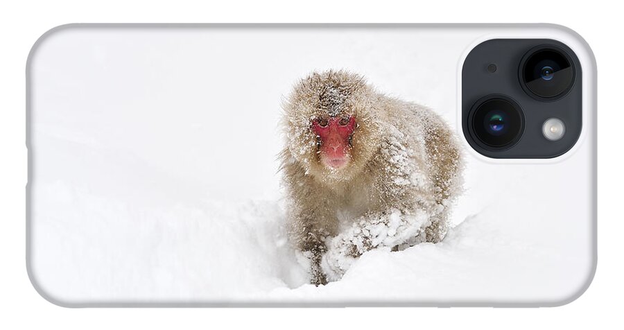 Thomas Marent iPhone 14 Case featuring the photograph Japanese Macaque In Snow Jigokudani by Thomas Marent