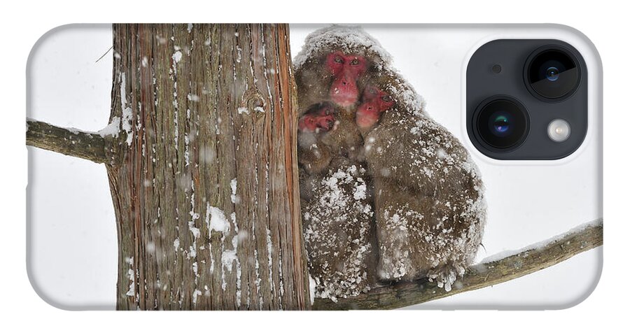 Thomas Marent iPhone 14 Case featuring the photograph Japanese Macaque Mother With Young by Thomas Marent