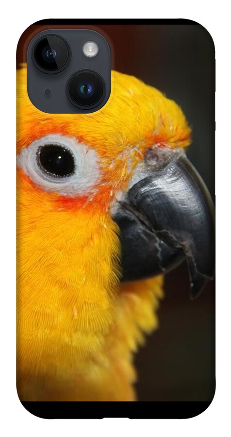 Conure iPhone Case featuring the photograph Sitting Pretty - Jenday Conure Portrait by Andrea Lazar