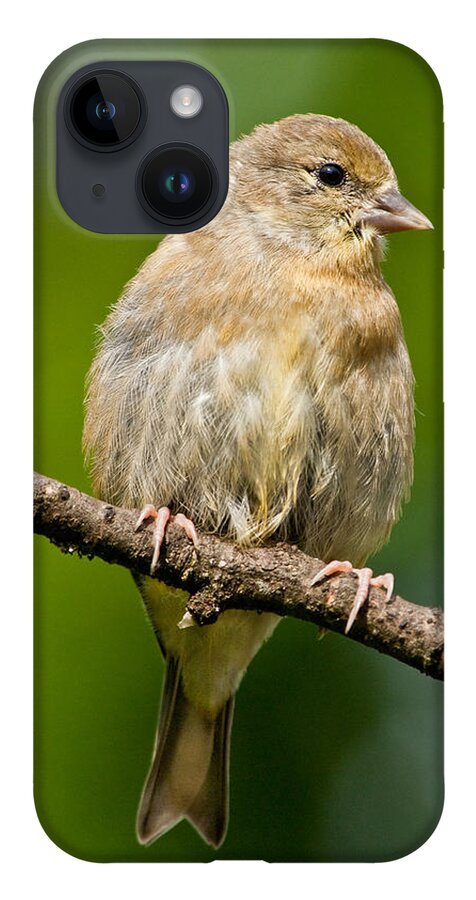American Goldfinch iPhone 14 Case featuring the photograph Juvenile American Goldfinch by Jeff Goulden