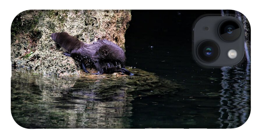 Mink iPhone Case featuring the photograph Juvenile Mink at Cove Creek by Michael Dougherty