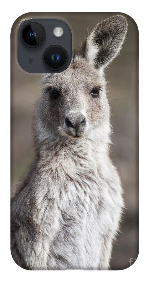 Australia iPhone 14 Case featuring the photograph Kangaroo by Steven Ralser