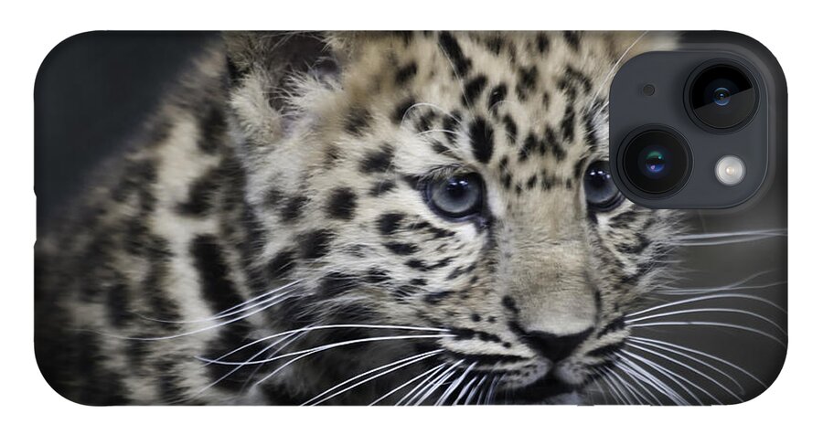 Amur iPhone 14 Case featuring the photograph Kanika - Amur leopard portrait by Chris Boulton
