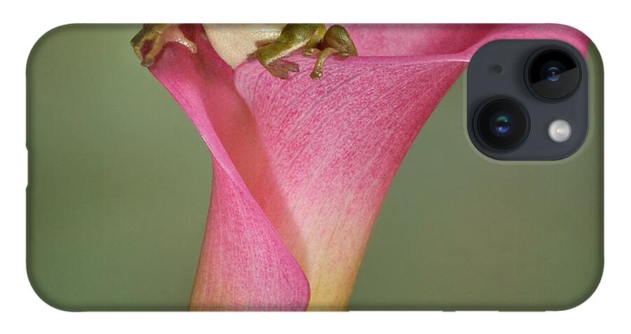 Calla iPhone 14 Case featuring the photograph Kermit Peeking Out by Susan Candelario