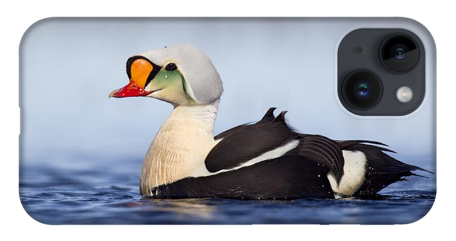 Bia iPhone Case featuring the photograph King Eider Drake In Alaska by Matthew Studebaker