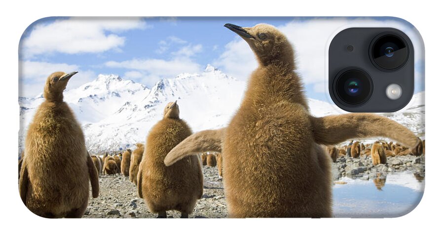 00345959 iPhone 14 Case featuring the photograph King Penguin Chicks by Yva Momatiuk and John Eastcott