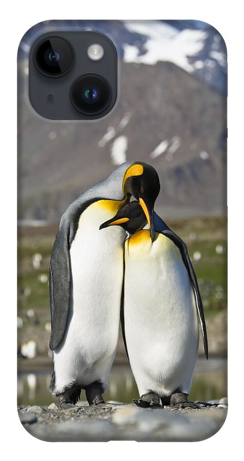 Feb0514 iPhone 14 Case featuring the photograph King Penguins Courting St Andrews Bay by Konrad Wothe
