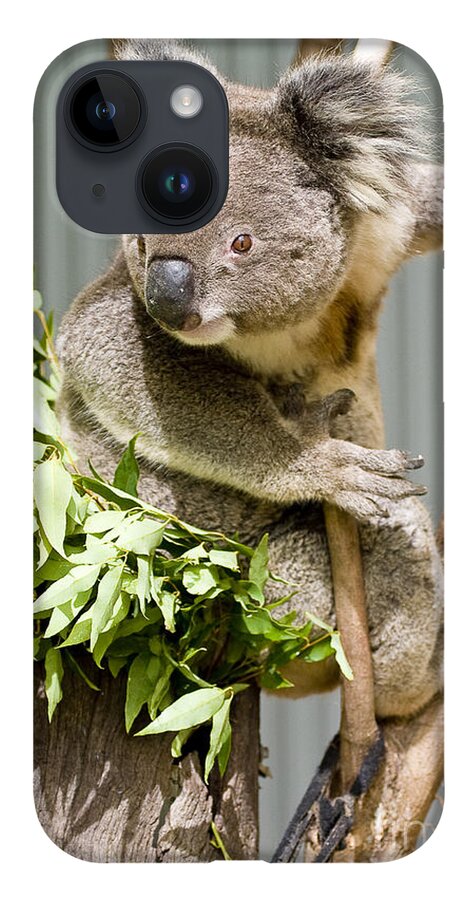 Koala iPhone 14 Case featuring the photograph Koala by Steven Ralser