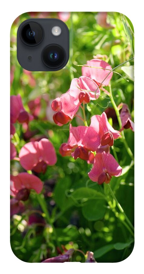 Isse Forstyrre facet Lathyrus Latifolius 'red Pearl' iPhone Case by Adrian Thomas - Science  Photo Gallery