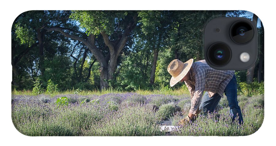 Landscapes iPhone Case featuring the photograph Lavender Harvest by Mary Lee Dereske