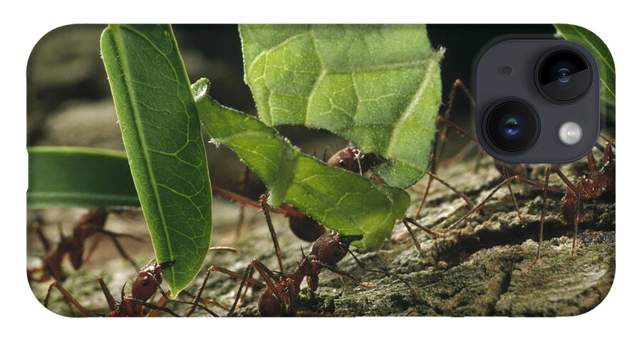 Feb0514 iPhone 14 Case featuring the photograph Leafcutter Ants Carrying Leaves Barro by Mark Moffett