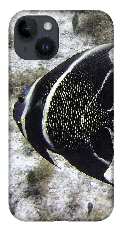 Fish iPhone 14 Case featuring the photograph Left Turn by Lynne Browne