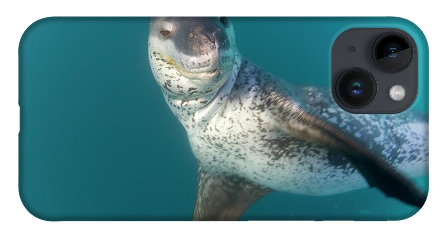 00345529 iPhone 14 Case featuring the photograph Leopard Seal South Shetland Islands by Yva Momatiuk John Eastcott