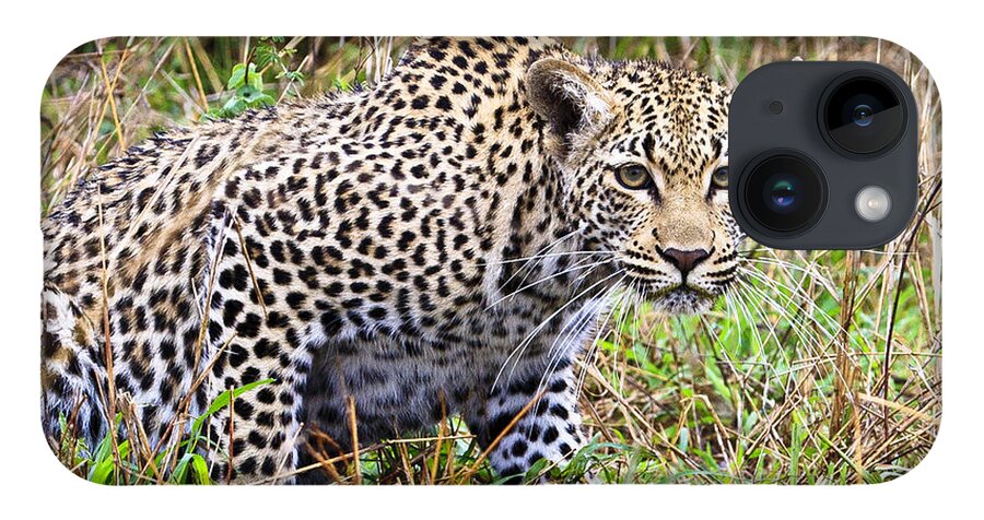 Leopard iPhone 14 Case featuring the photograph Leopard Stare by Jennifer Ludlum