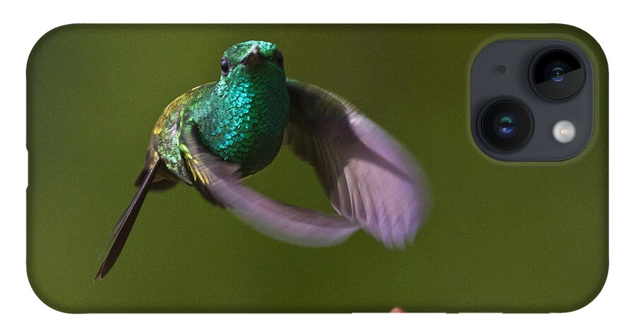 Bird iPhone 14 Case featuring the photograph Little Hedgehopper by Heiko Koehrer-Wagner