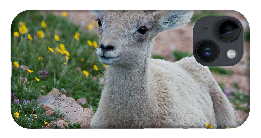 Bighorn Sheep iPhone 14 Case featuring the photograph Little Lamb by Jim Garrison
