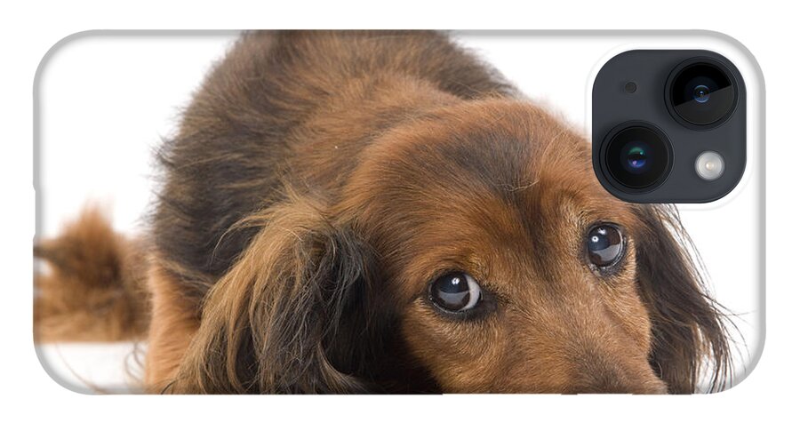 Dachshund iPhone 14 Case featuring the photograph Long-haired Dachshund by Jean-Michel Labat