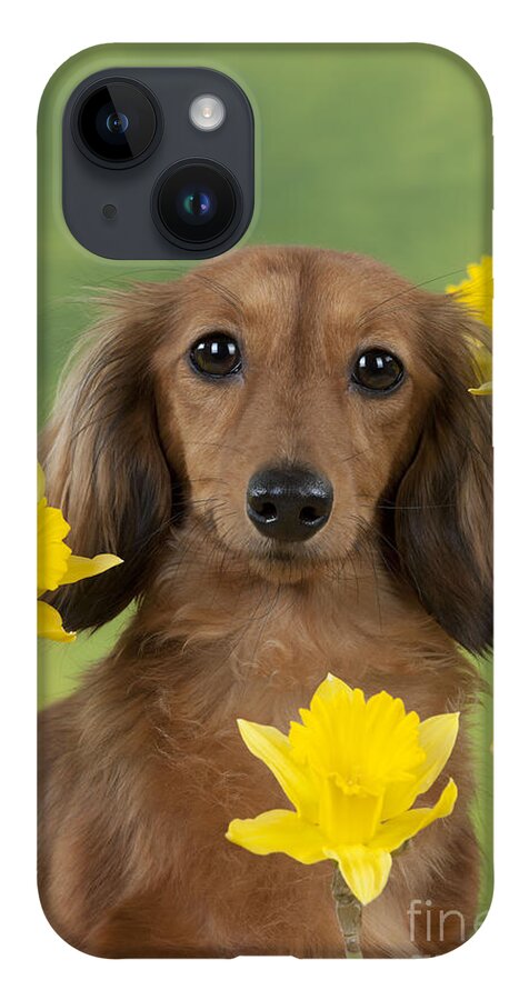 Dachshund iPhone Case featuring the photograph Long-haired Dachshund by John Daniels