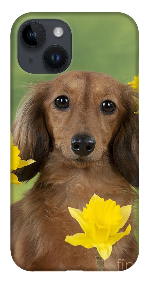 Dachshund iPhone 14 Case featuring the photograph Long-haired Dachshund by John Daniels