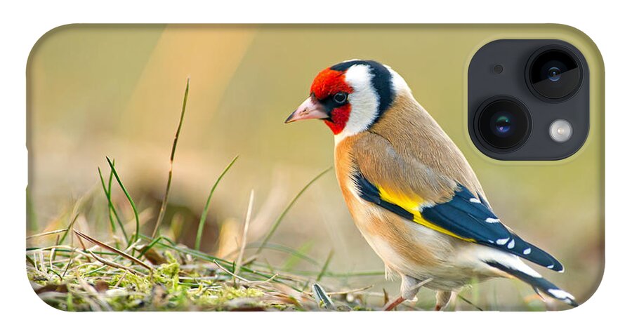 Goldfinch Looking Around iPhone 14 Case featuring the photograph Looking around by Torbjorn Swenelius