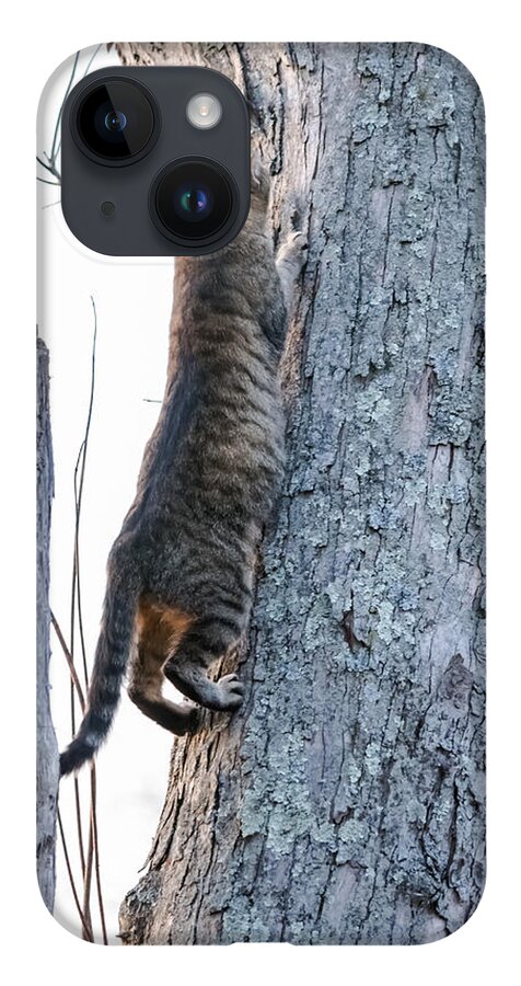 Cat iPhone Case featuring the photograph Looking For Birds by Holden The Moment