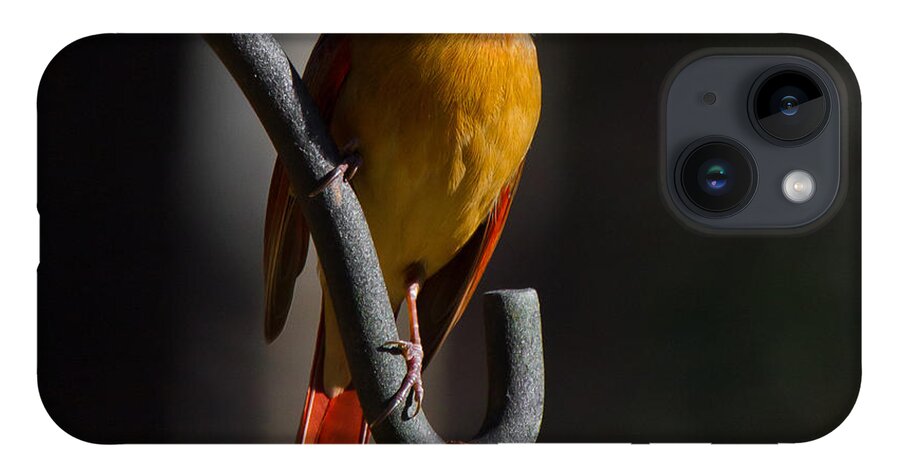 Female Cardinal iPhone Case featuring the photograph Looking For My Man Bird by Robert L Jackson