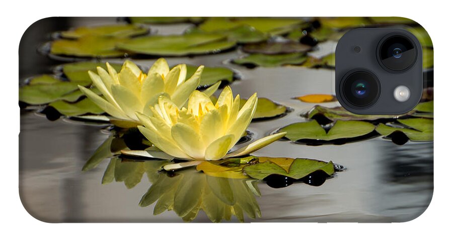 Waterlily iPhone 14 Case featuring the photograph Yellow Waterlily by Stacy Abbott
