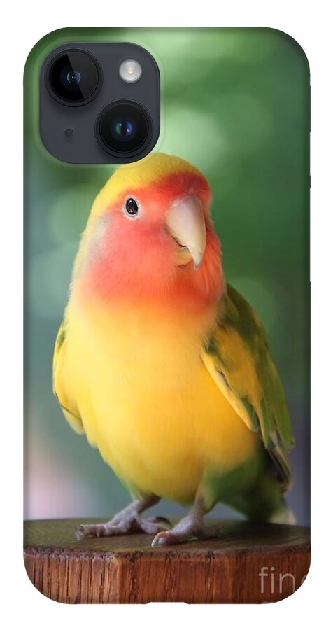 Love Bird iPhone Case featuring the photograph Lovebird on a Pedestal by Andrea Lazar
