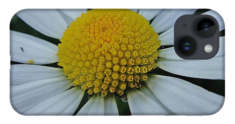 Flower iPhone Case featuring the photograph Lovely flower in white and yellow by Karin Ravasio