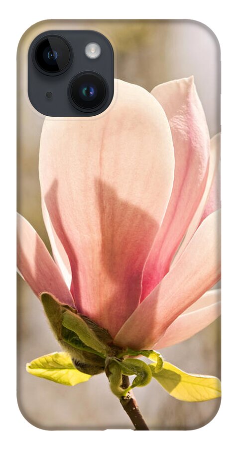 Magnolia iPhone 14 Case featuring the photograph Magnolia Magnificence by Theo OConnor