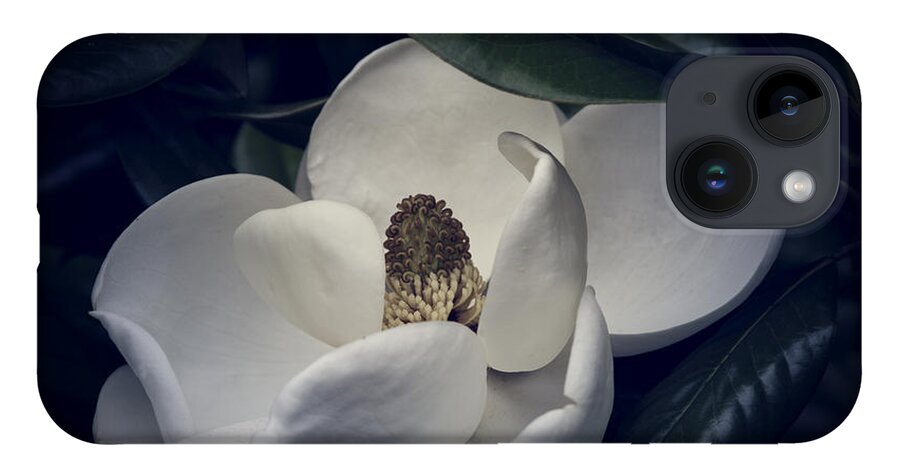 Magnolia iPhone 14 Case featuring the photograph Magnolia by Mike Stephens