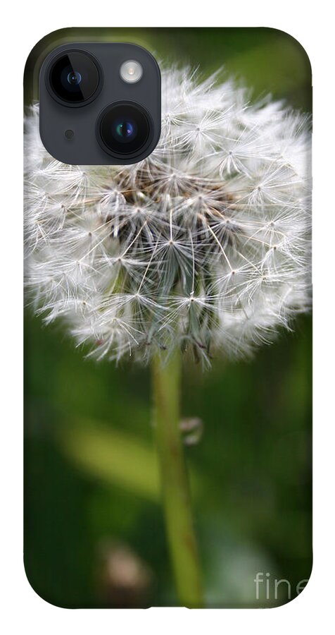 Dandelion iPhone 14 Case featuring the photograph Make A Wish by Jeanette French