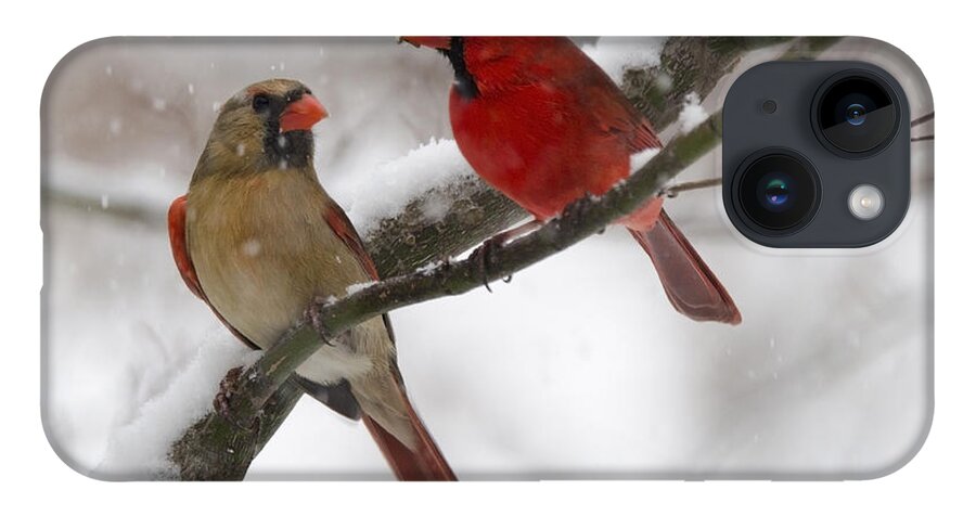 Birds iPhone 14 Case featuring the photograph Male and Female Cardinal by Ann Bridges
