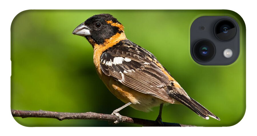 Animal iPhone 14 Case featuring the photograph Male Black Headed Grosbeak in a Tree by Jeff Goulden
