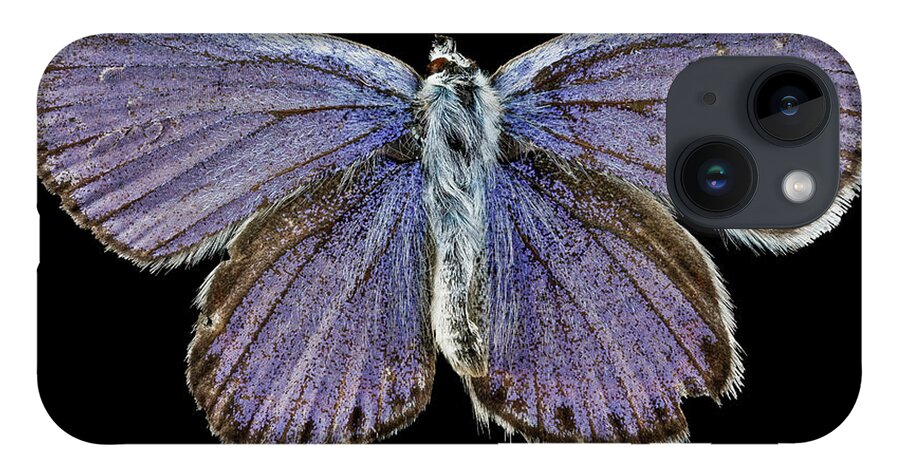 Karner Blue Butterfly iPhone Case featuring the photograph Male Karner Blue Butterfly by Us Geological Survey/science Photo Library