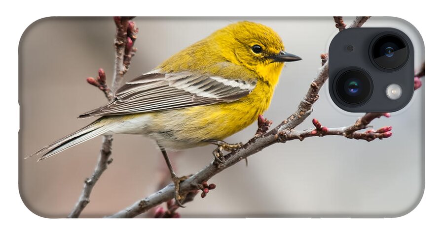 Pine Warbler iPhone 14 Case featuring the photograph Male Pine Warbler 2 by Lara Ellis