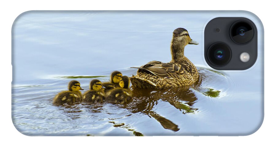 Birds iPhone 14 Case featuring the photograph Mallard and Chicks by Flees Photos
