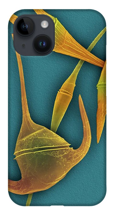24991b iPhone Case featuring the photograph Marine Dinoflagellates (ceratium Spp.) by Dennis Kunkel Microscopy/science Photo Library